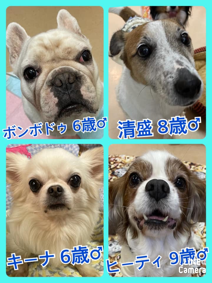 🐾今日の里親様募集中ワンコ🐶メンバーです🐾2021,2,10